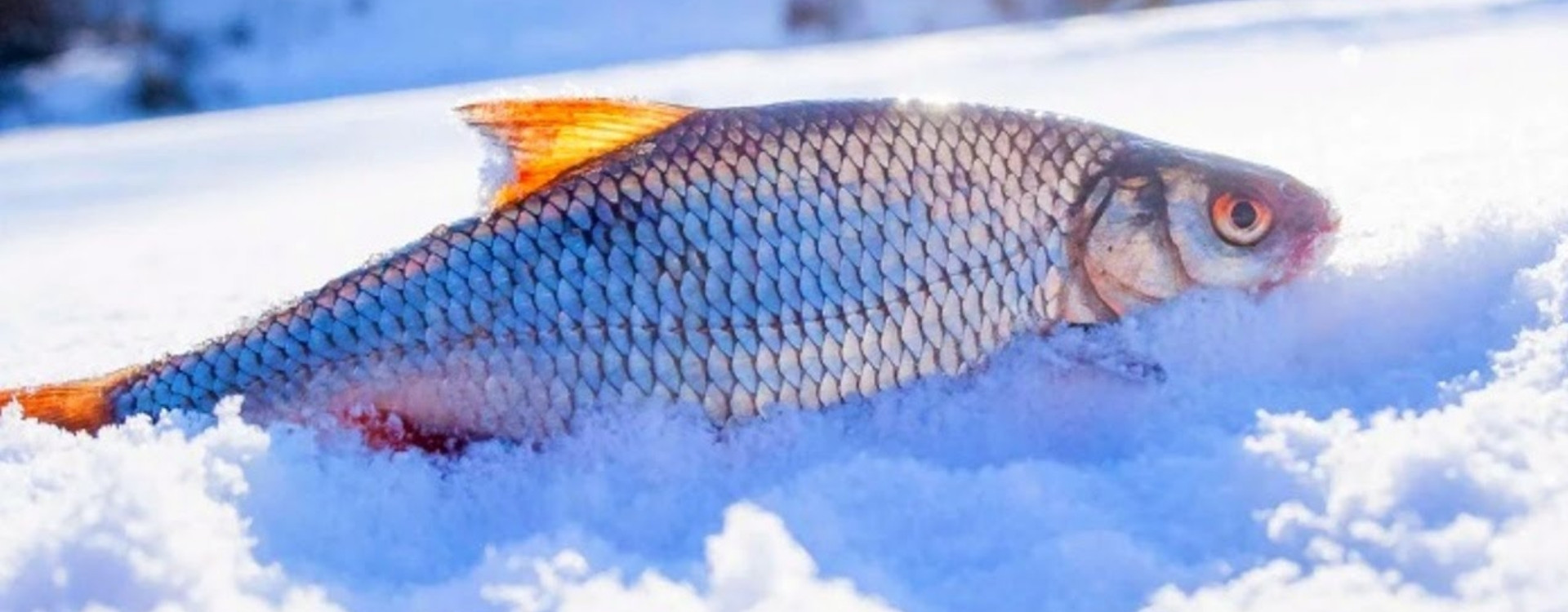 Рыбалка на плотву зимой на мормышку: советы, снасти и приемы ловли